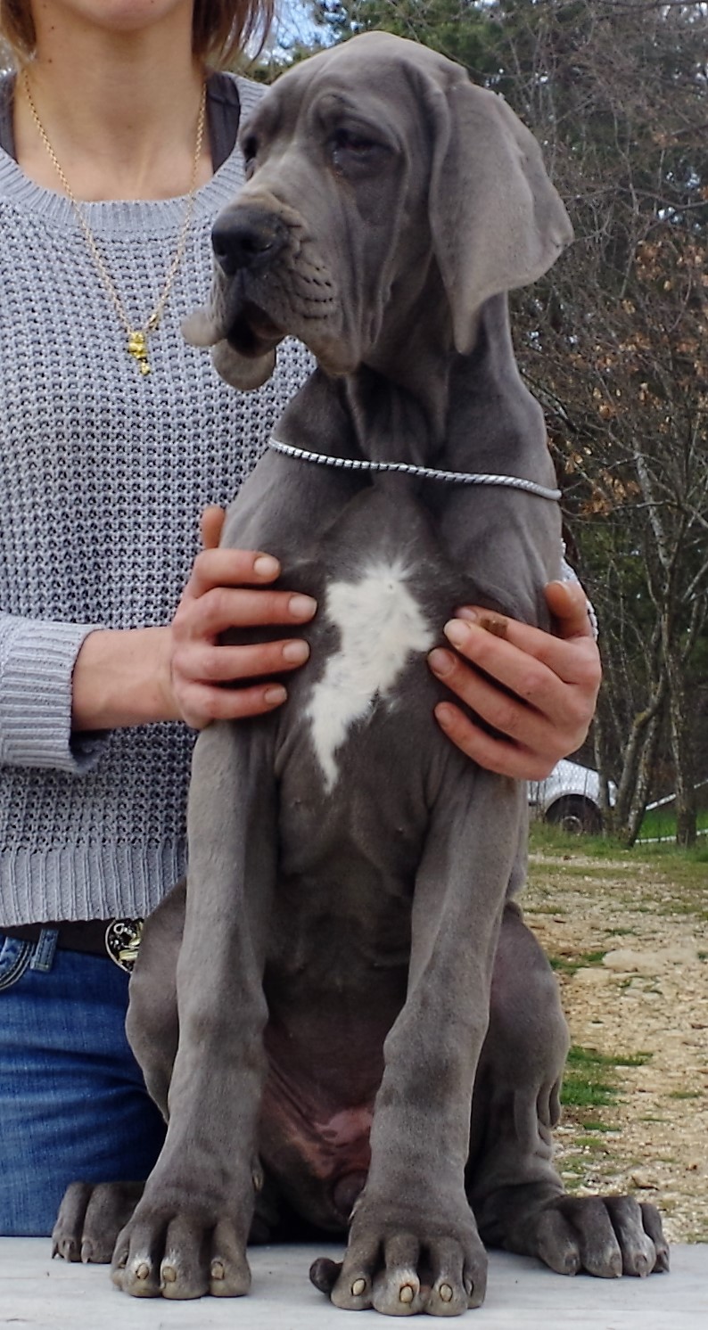 Nouvelles photos des chiots bleus disponibles actuellement