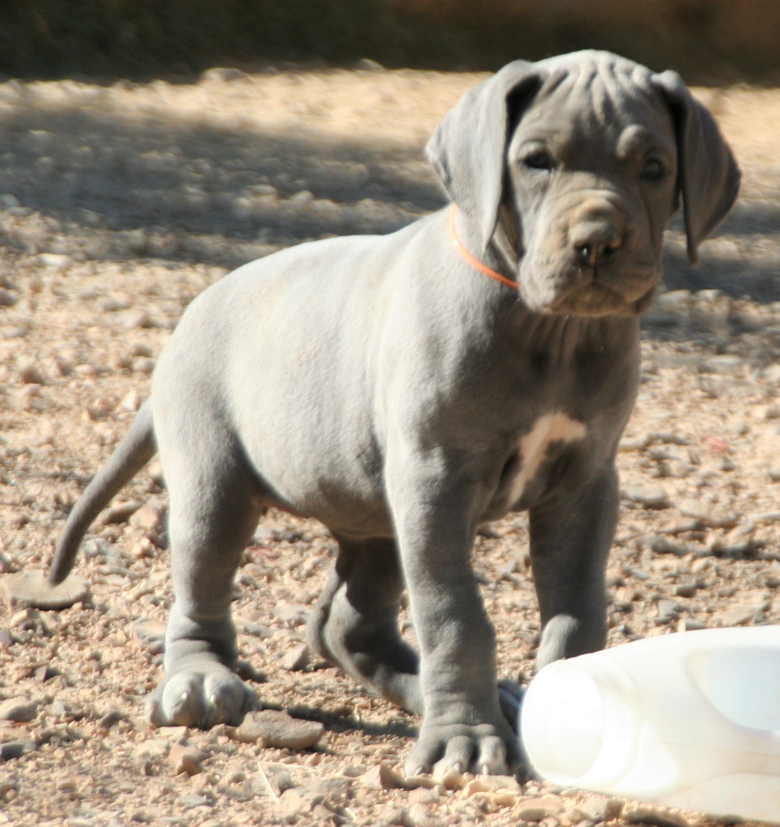 Nouvelles photos de nos chiots bleus