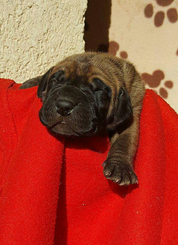 Photos des chiots fauves et bringés disponibles à la réservation