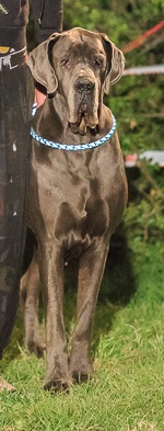 Bakshama de l’outsaina dogue allemand à 8 ans 1 ere expo en vétérante 004