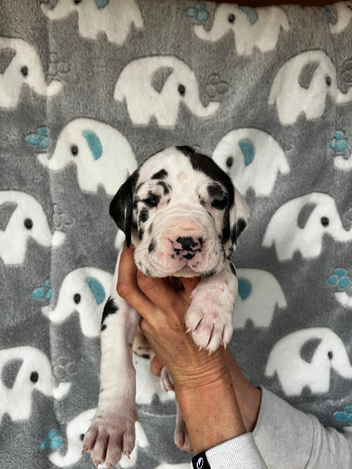 Notre petite dernière disponible