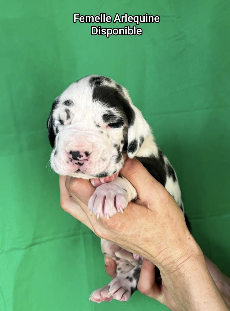 Nos bébés de Noël