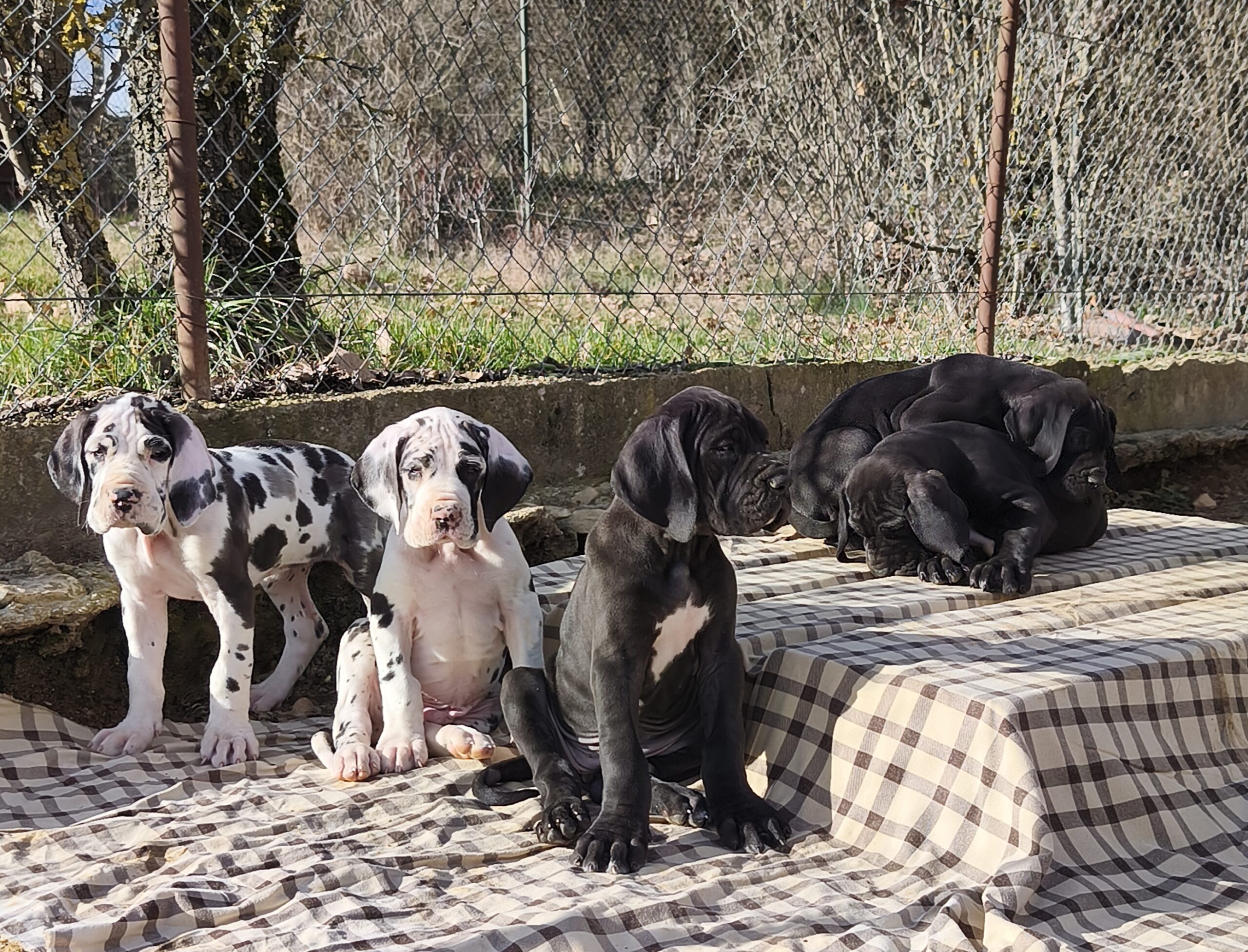Tous nos chiots Dogues ont trouvés leur familles