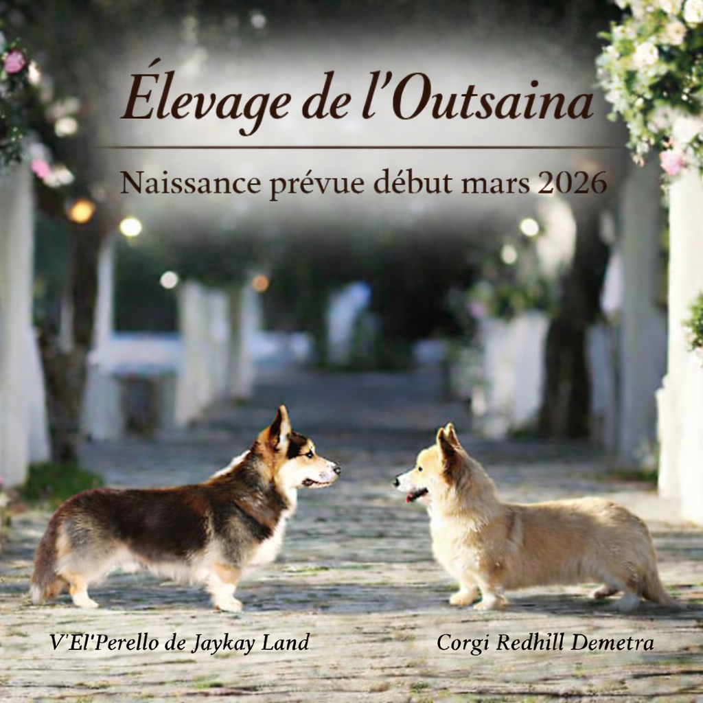 Nos futurs petits Corgis pointerons le bout de leurs nez début mars