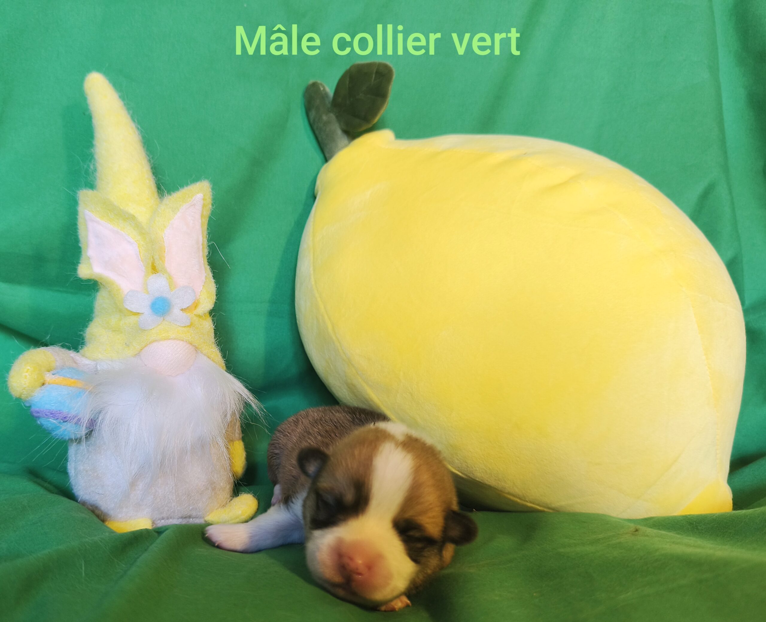 Photos des bébés Corgi de Ti&rsquo;Panda et Marcello